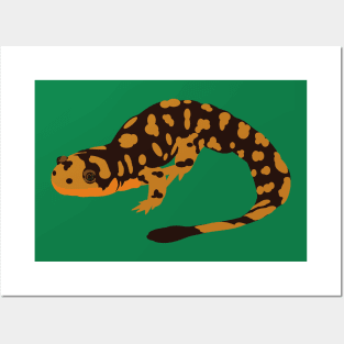 Tiger Salamander Posters and Art